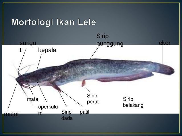 Detail Gambar Morfologi Ikan Lele Nomer 11