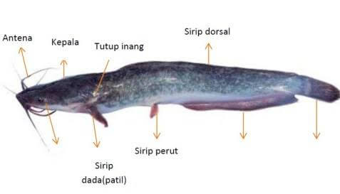 Detail Gambar Morfologi Ikan Lele Nomer 3