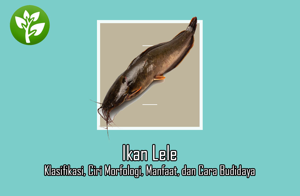 Detail Gambar Morfologi Ikan Lele Nomer 18