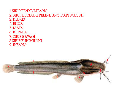 Detail Gambar Morfologi Ikan Lele Nomer 22