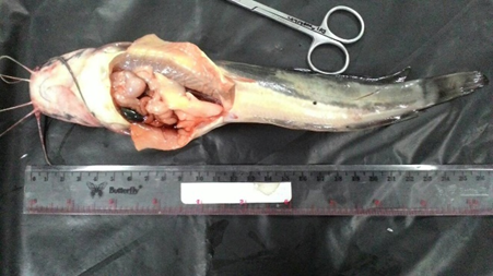 Detail Gambar Morfologi Ikan Lele Nomer 34