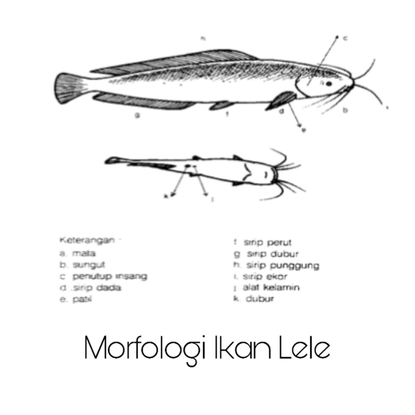 Detail Gambar Morfologi Ikan Lele Nomer 36