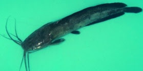 Detail Gambar Morfologi Ikan Lele Nomer 45