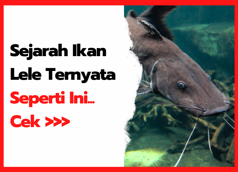 Detail Gambar Morfologi Ikan Lele Nomer 51