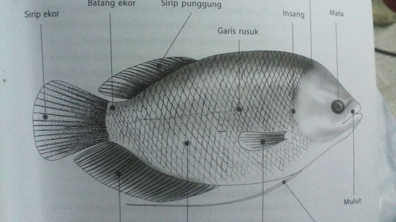 Detail Gambar Morfologi Ikan Lele Nomer 52