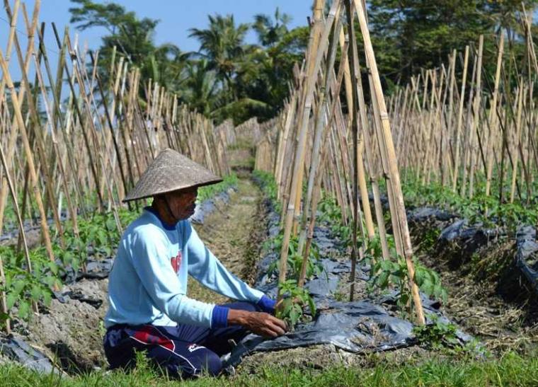 Detail Gambar Morfologi Kacang Panjang Nomer 17