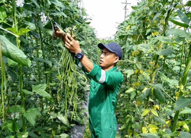 Detail Gambar Morfologi Kacang Panjang Nomer 27