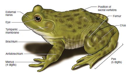 Detail Gambar Morfologi Katak Lengkap Nomer 9