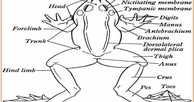 Detail Gambar Morfologi Katak Lengkap Nomer 12