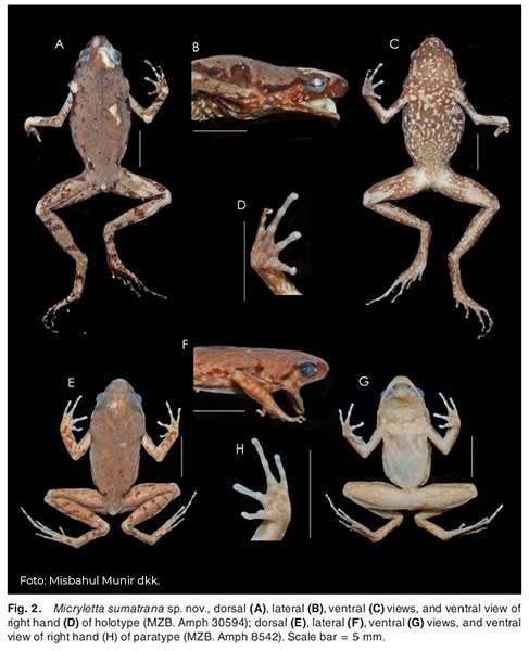 Detail Gambar Morfologi Katak Lengkap Nomer 14