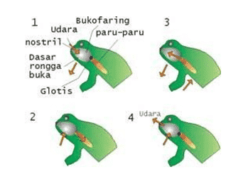 Detail Gambar Morfologi Katak Lengkap Nomer 19