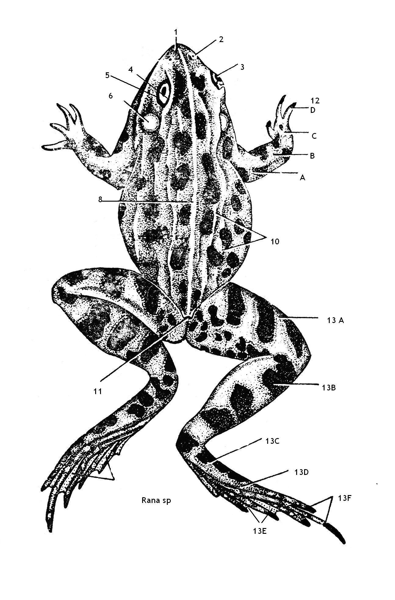 Detail Gambar Morfologi Katak Lengkap Nomer 21