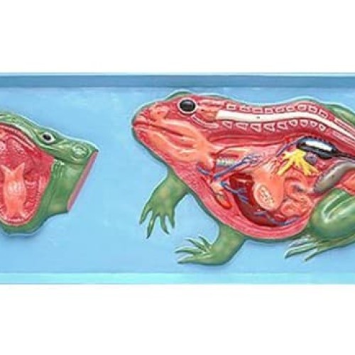 Detail Gambar Morfologi Katak Lengkap Nomer 45