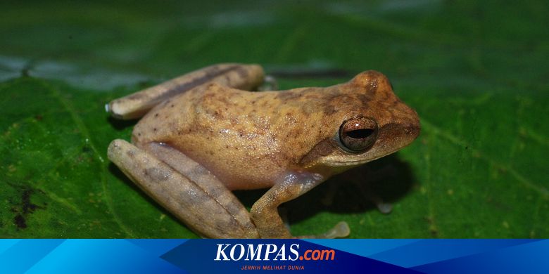 Detail Gambar Morfologi Katak Lengkap Nomer 50