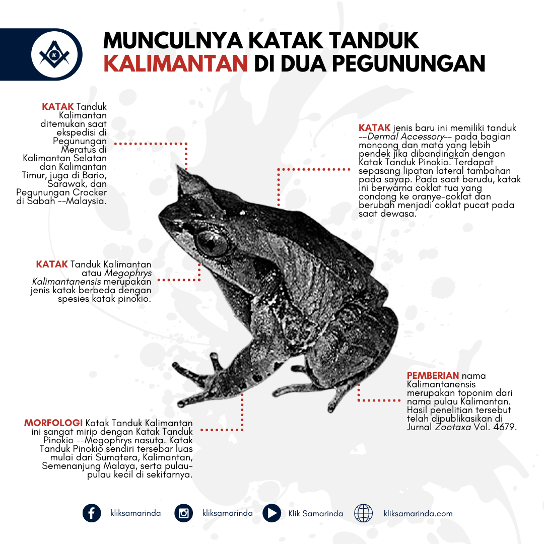 Detail Gambar Morfologi Katak Lengkap Nomer 52