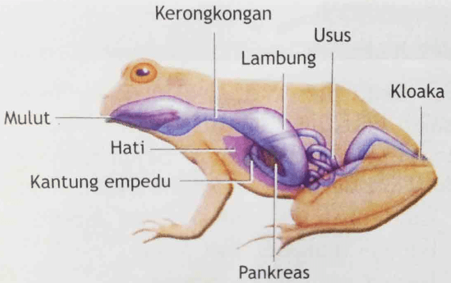 Detail Gambar Morfologi Katak Lengkap Nomer 8