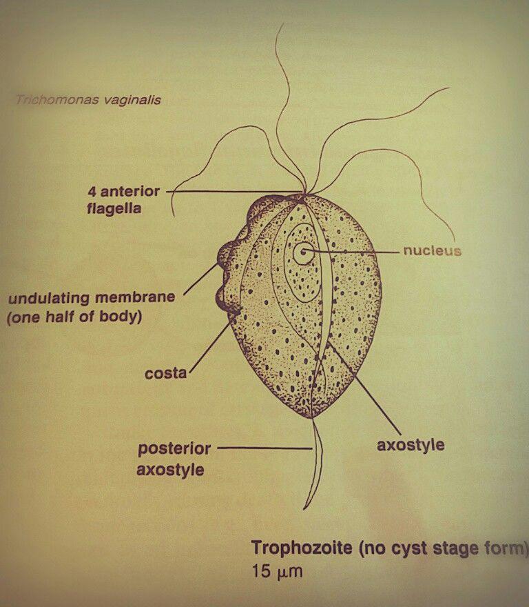 Gambar Morfologi Tricmonas Vaginlis - KibrisPDR