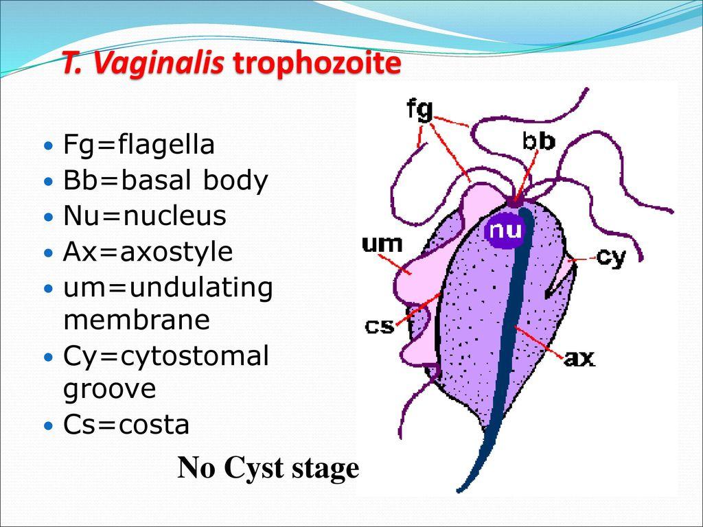 Detail Gambar Morfologi Tricmonas Vaginlis Nomer 2