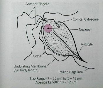 Detail Gambar Morfologi Tricmonas Vaginlis Nomer 6