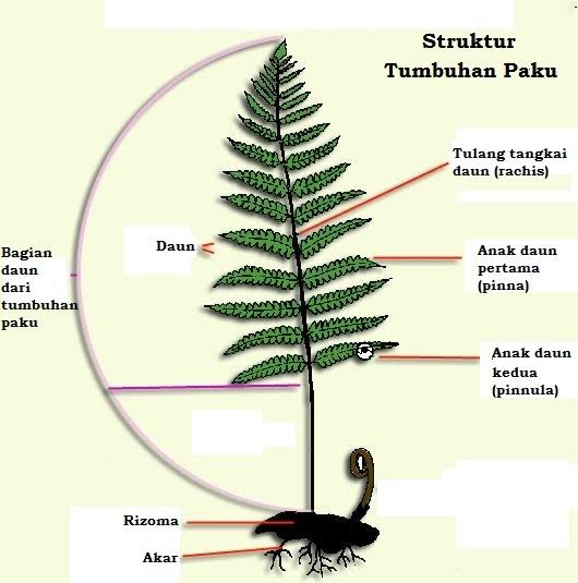 Detail Gambar Morfologi Tumbuhan Paku Nomer 17
