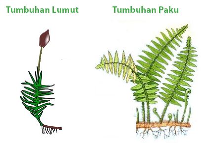 Detail Gambar Morfologi Tumbuhan Paku Nomer 19