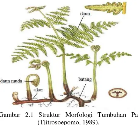 Detail Gambar Morfologi Tumbuhan Paku Nomer 40