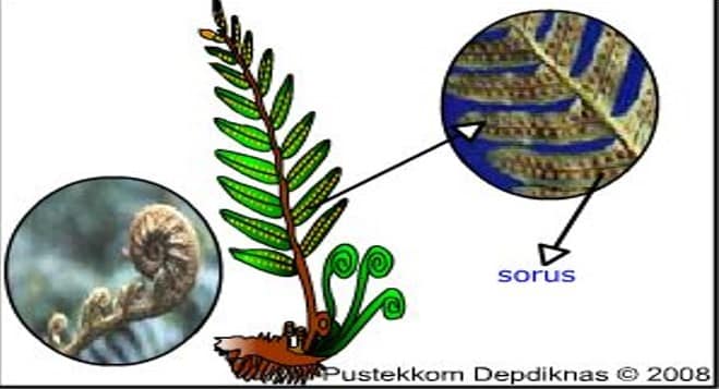 Detail Gambar Morfologi Tumbuhan Paku Nomer 5