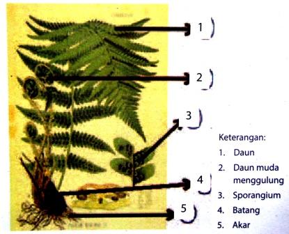 Detail Gambar Morfologi Tumbuhan Paku Nomer 9