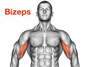 Detail Bizeps Trizeps Anatomie Nomer 5