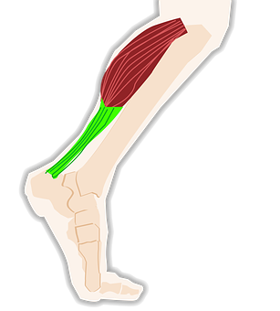 Detail Bizeps Trizeps Anatomie Nomer 8