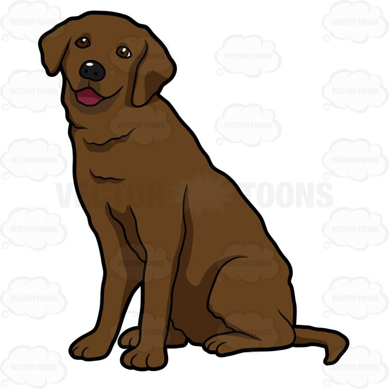 Brown Labrador - KibrisPDR