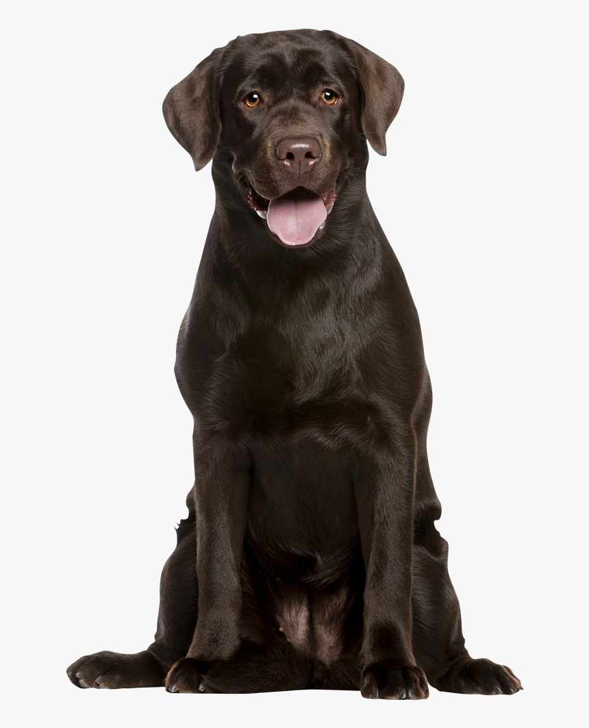 Detail Brown Labrador Nomer 12
