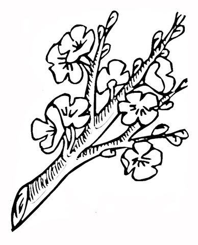 Detail Kirschzweig Zeichnen Nomer 21