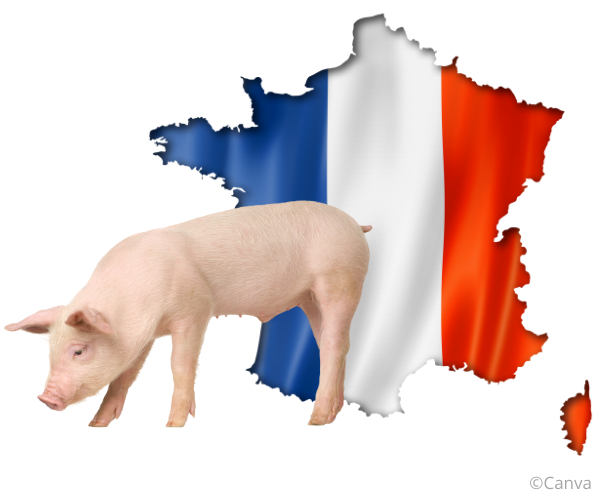 Detail Schweine Bilder Nomer 22