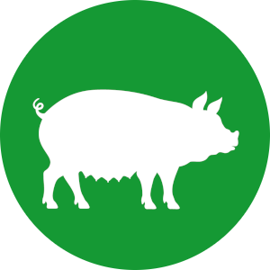 Detail Schweine Bilder Nomer 24