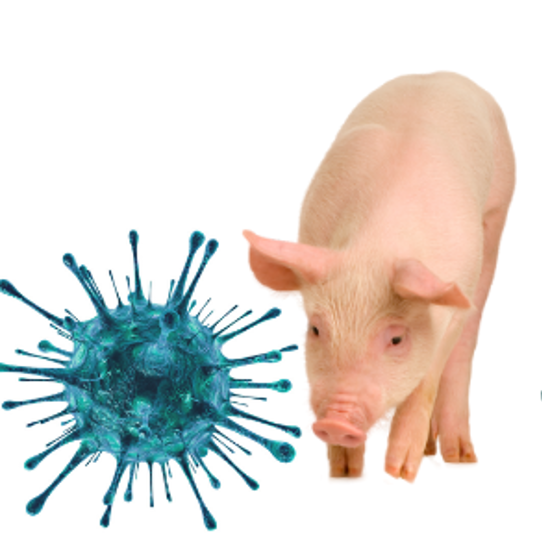 Detail Schweine Bilder Nomer 5
