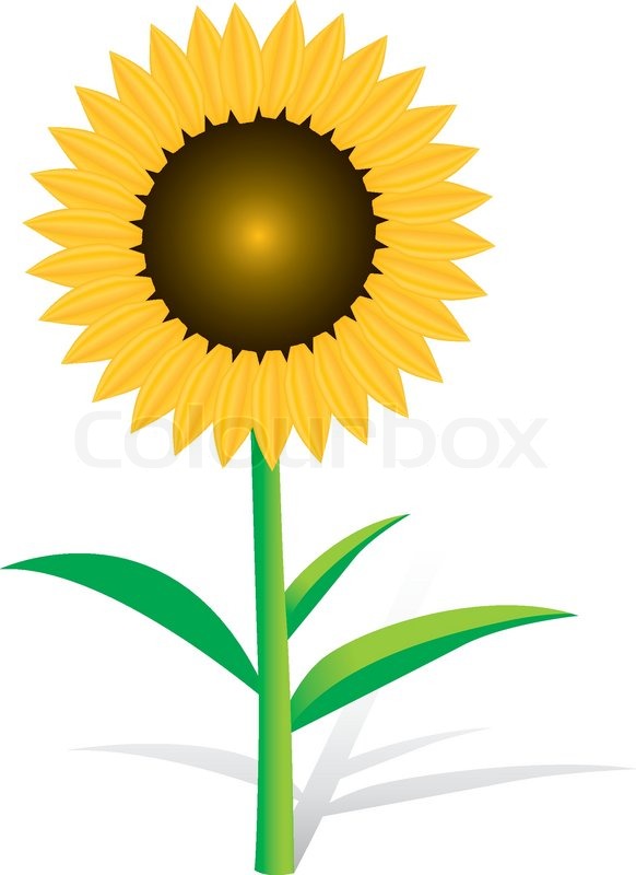 Detail Sonnenblumen Zeichnung Nomer 7