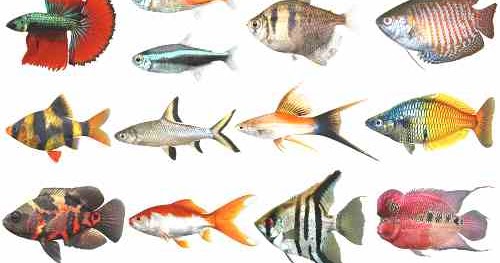 Detail Gambar Motif Ikan Hias Nomer 17