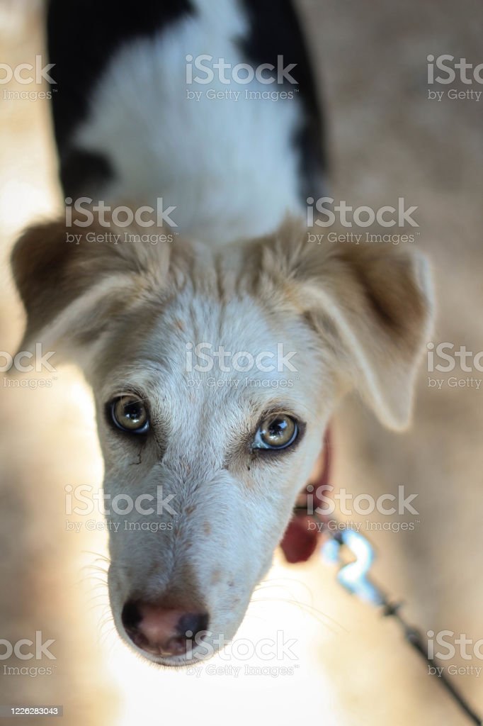 Detail Gambar Muka Anjing Nomer 57