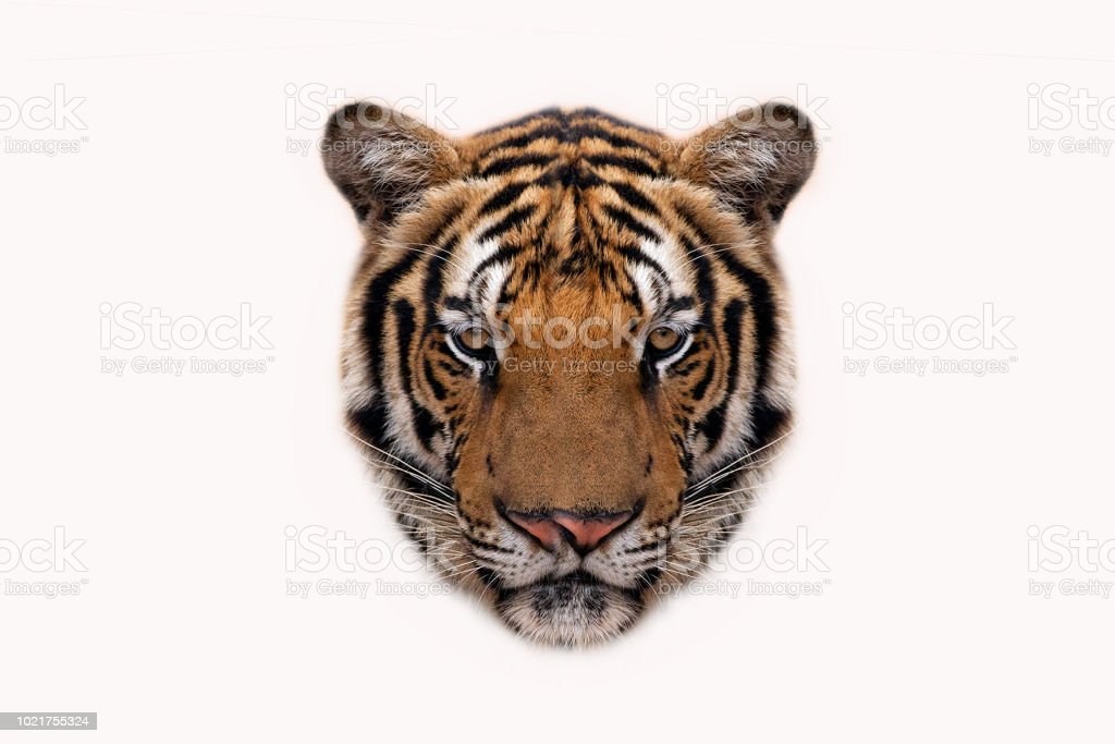 Detail Gambar Muka Harimau Nomer 30