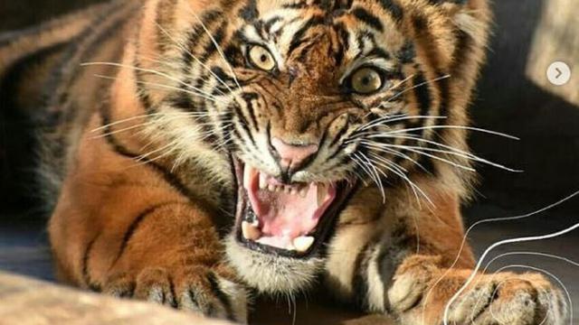 Detail Gambar Muka Harimau Nomer 36