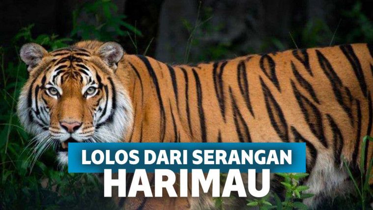 Detail Gambar Muka Harimau Nomer 44