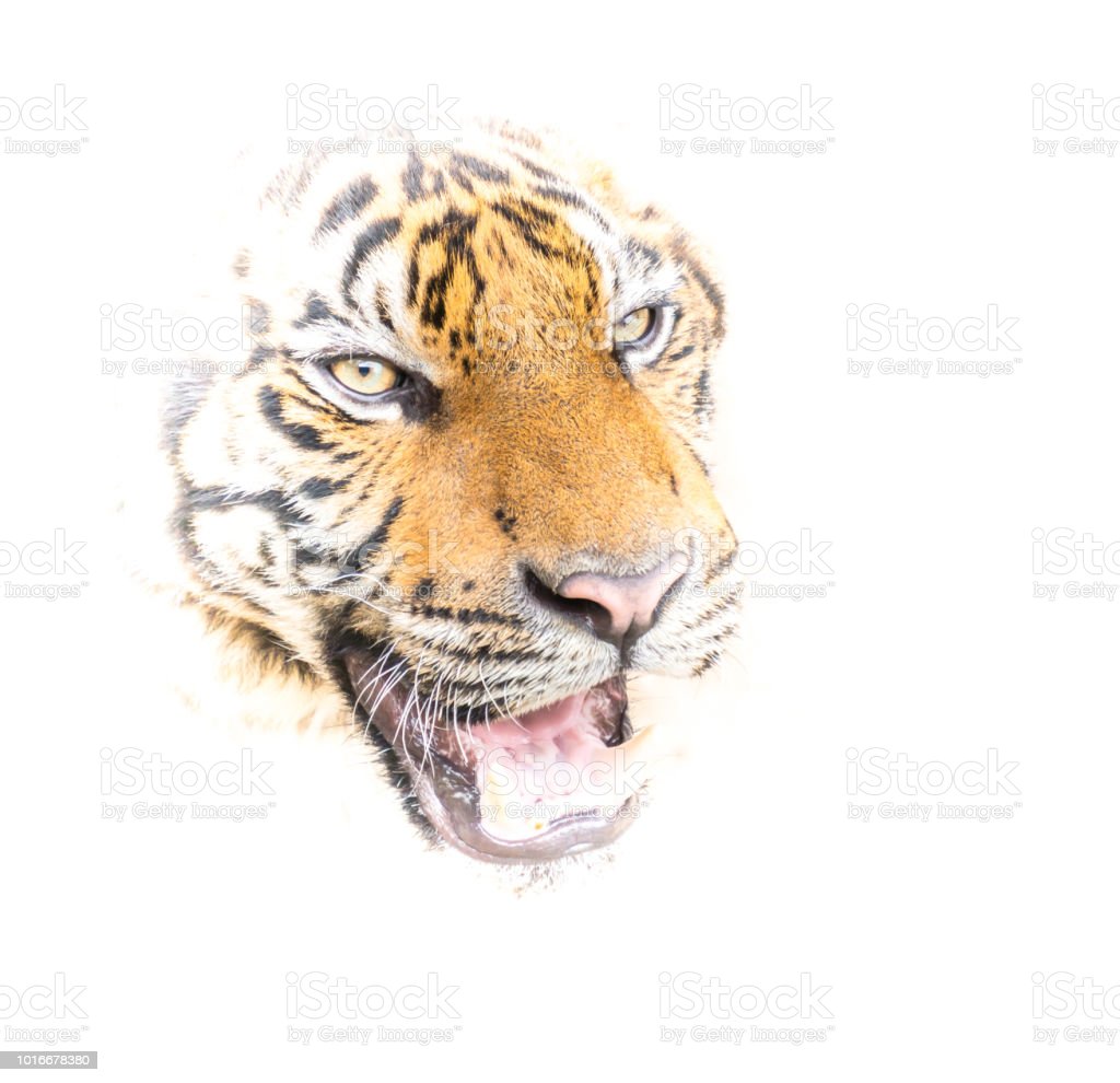 Detail Gambar Muka Harimau Nomer 47