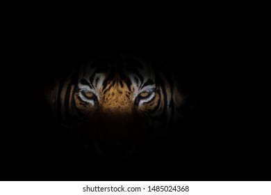 Detail Gambar Muka Harimau Nomer 57