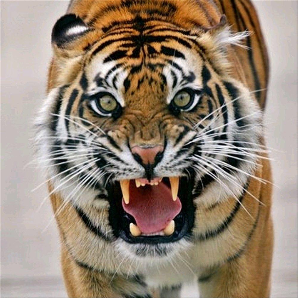 Gambar Muka Harimau Garang - KibrisPDR