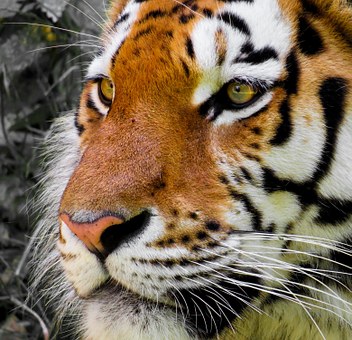 Detail Gambar Muka Harimau Garang Nomer 46