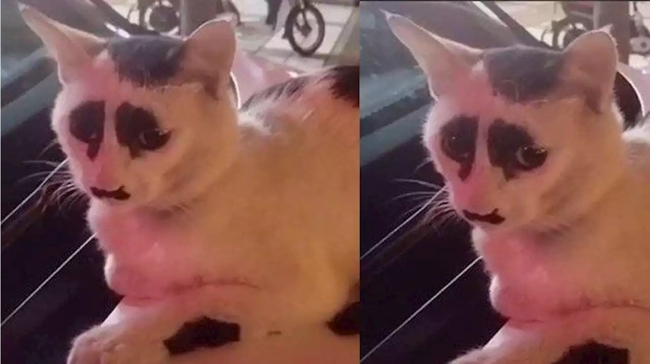 Detail Gambar Muka Kucing Nomer 45