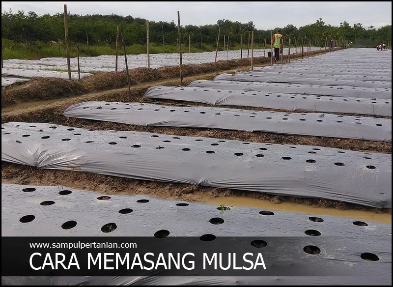 Detail Gambar Mulsa Pada Bedengan Nomer 10