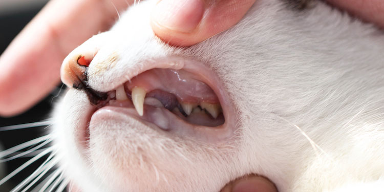Gambar Mulut Kucing Sariawan - KibrisPDR
