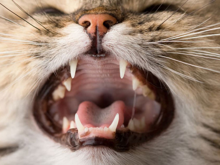 Detail Gambar Mulut Kucing Sariawan Nomer 2